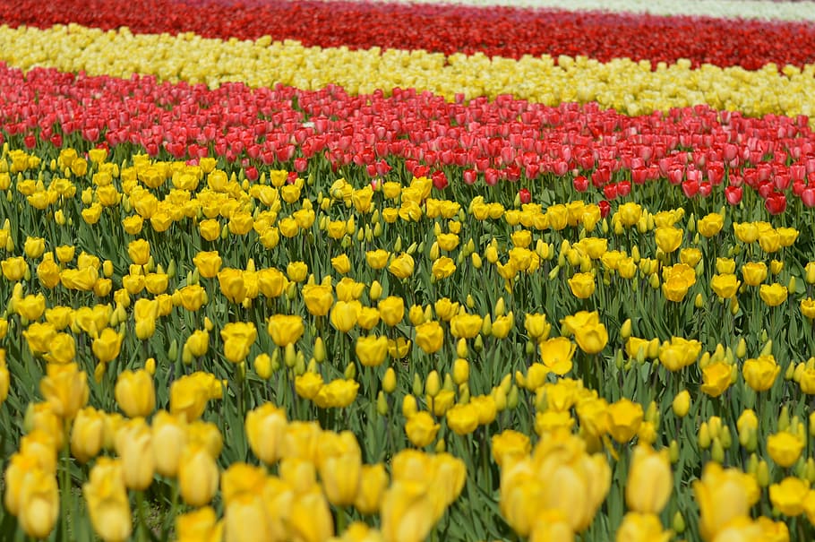 tulips, flower, stem, spring, nature, colorful, floral, yellow HD wallpaper