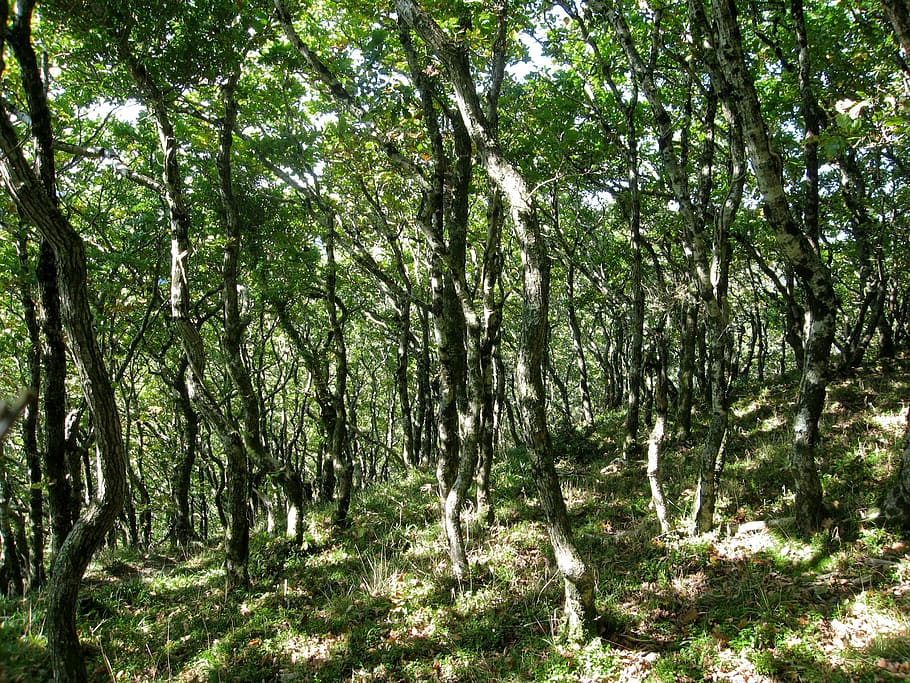 woodland, trees, forest, dappled, landscape, gnarled, foliage HD wallpaper