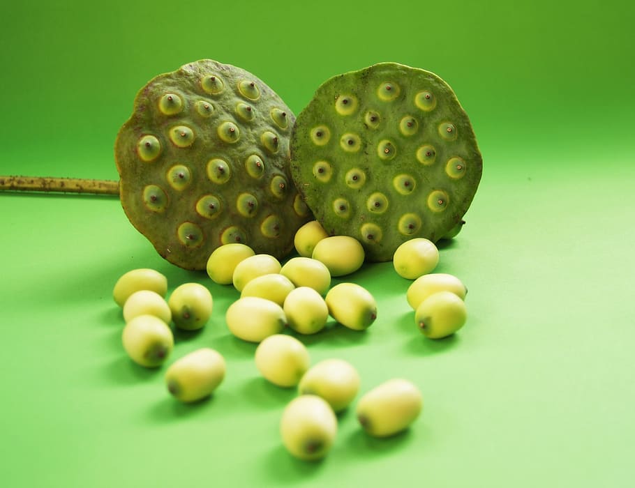 lotus, seed, flower, leaf, pod, indian, closeup, isolated, produce HD wallpaper