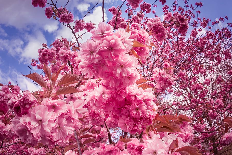 Pink Flowers Blooming Cherry Tree In Kawazu Japan Wallpaper Hd For Desktop  3840x2400 : Wallpapers13.com