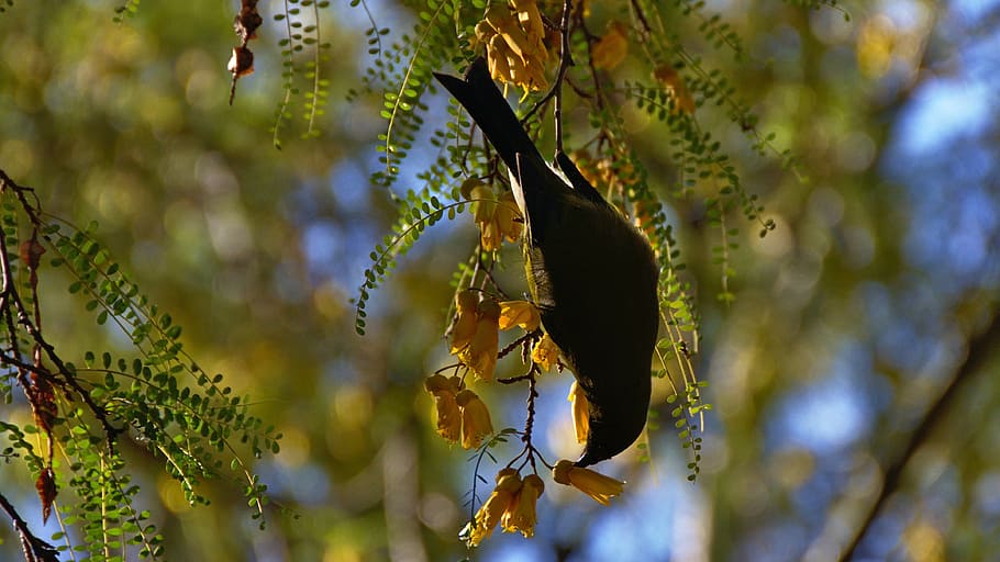 black bird hanging on branch, perched, green, leaf, tree, plant