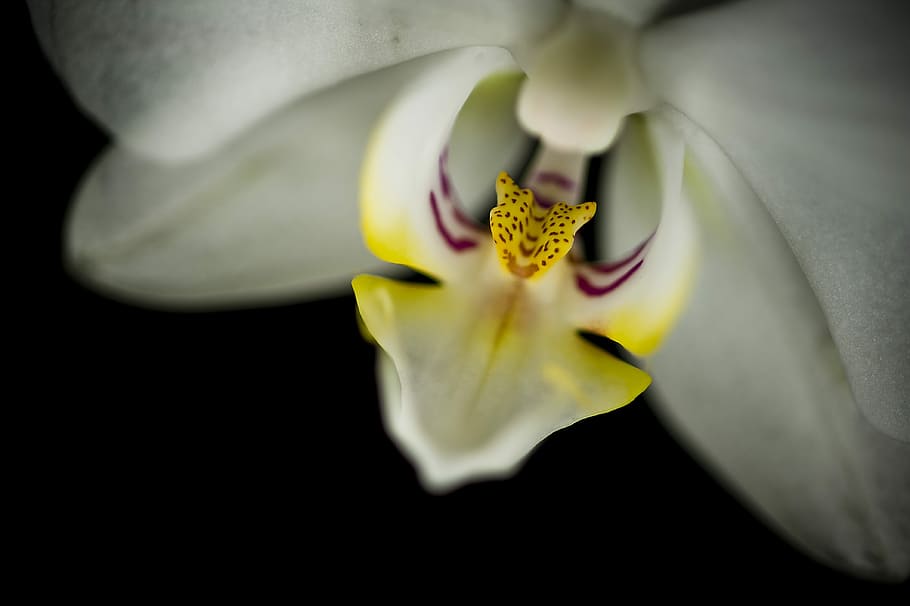 flower, macro, flowering plant, fragility, vulnerability, beauty in nature HD wallpaper