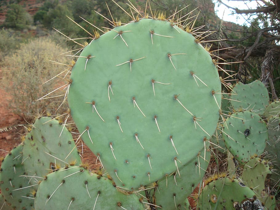 cactus, prickly, pear, prickly pear, prickly pear cactus, green HD wallpaper