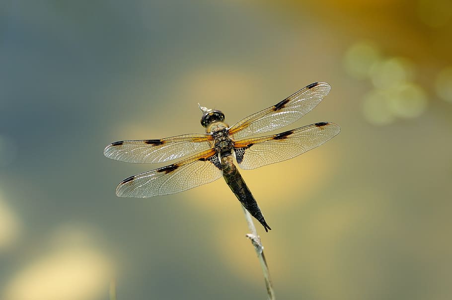macro, dragonfly, insect, one animal, animal themes, animal wildlife HD wallpaper