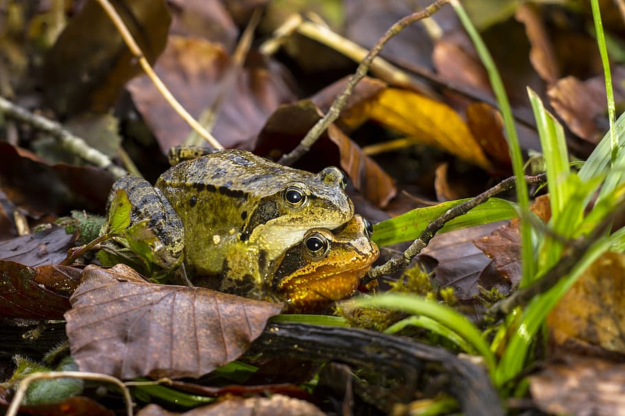 two green frogs on grass, pairing, nature, animal, animal world HD wallpaper