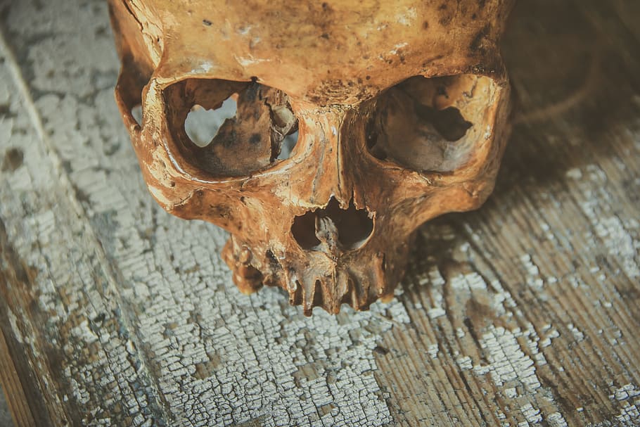 photo of brown skull table decor, head, bone, symbol, death HD wallpaper