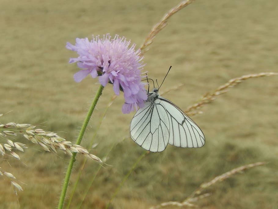 butterfly, nature, field, flower, flowering plant, beauty in nature HD wallpaper