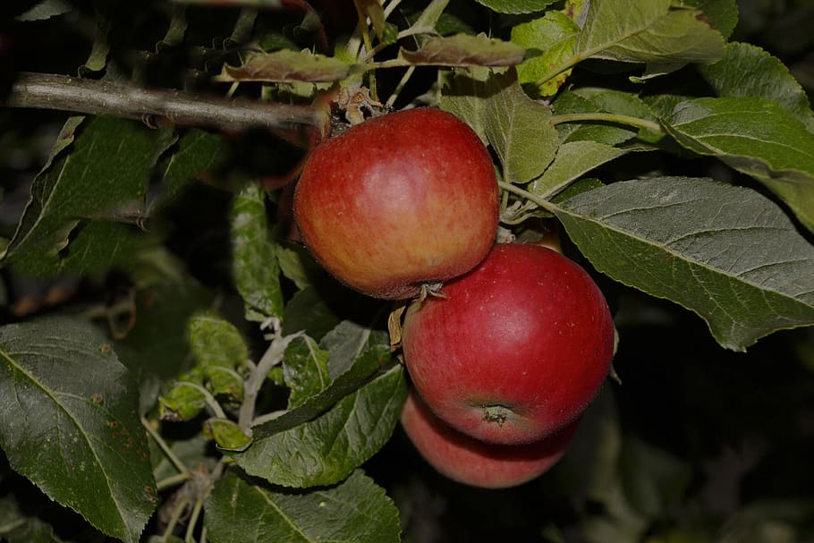 apples, garden, evening, food and drink, healthy eating, fruit HD wallpaper