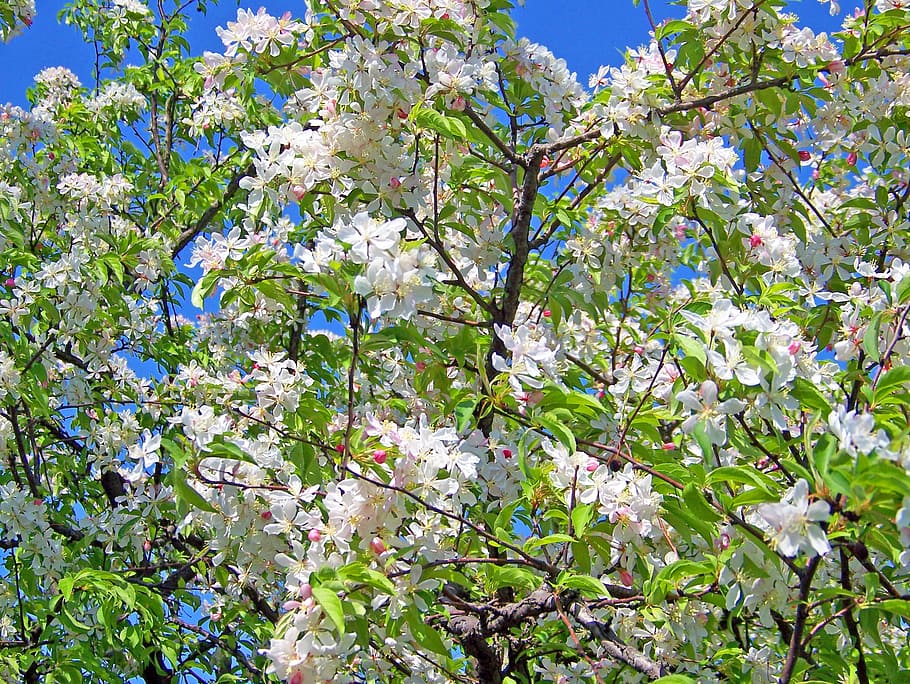 blossoms, flowers, white, cherry, japanese, trees, branches HD wallpaper