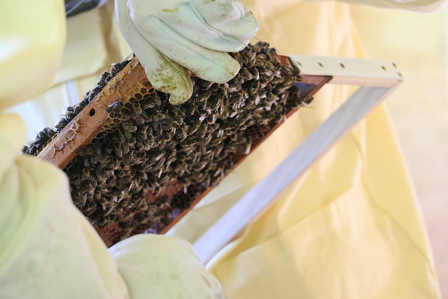 Bees, Beekeeper, Honey, Nature, Beehive, insect, honey bees HD wallpaper