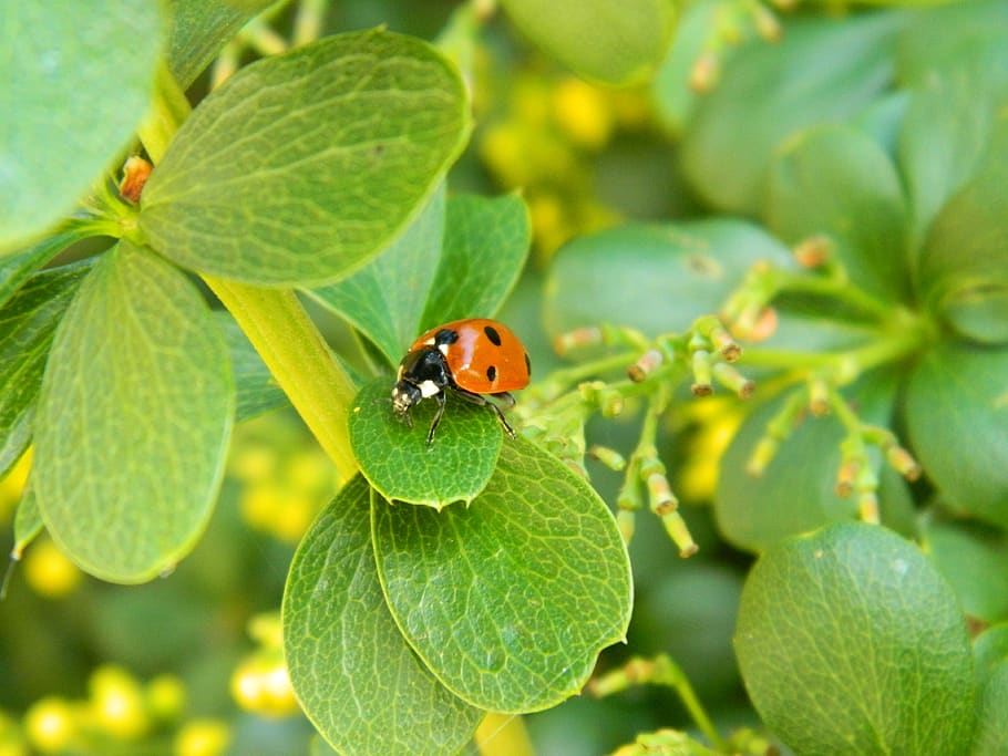 ladybug, beetle, nature, insect, ladybird, plant part, leaf HD wallpaper