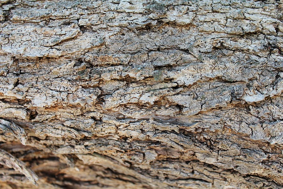 bark, wood, texture, nature, decoration, backgrounds, full frame HD wallpaper