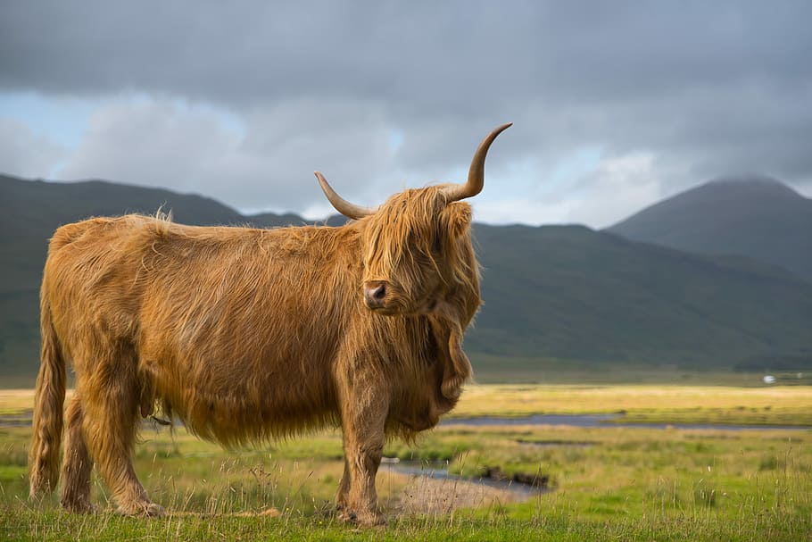 photo of brown yak on green grass field, brown yak on grass during cloudy day