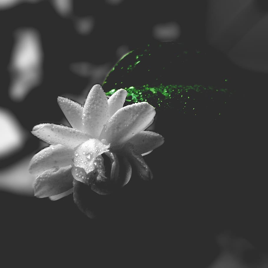 nature, petals, blur, leaves, beautiful, bloom, blooming, blossom HD wallpaper