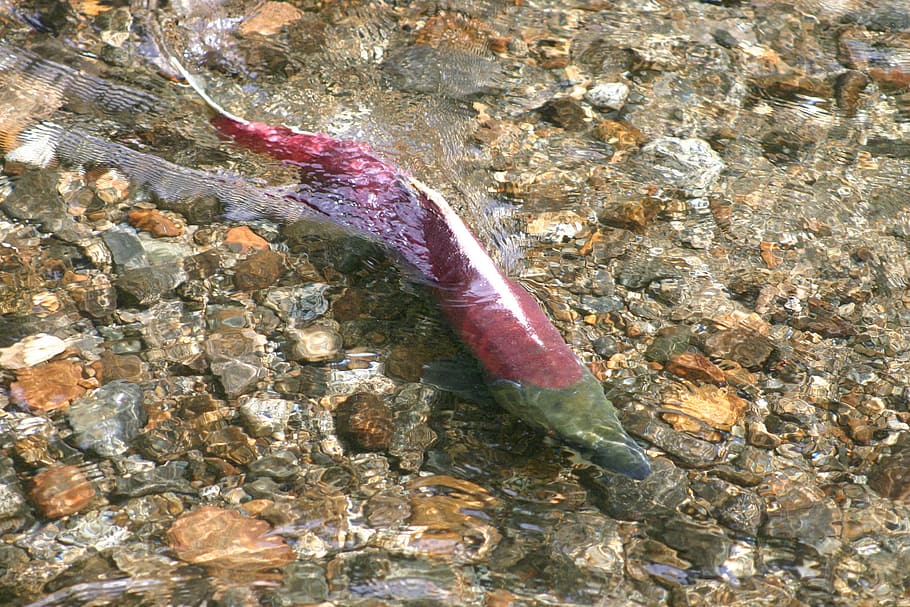 Salmon, Fish, Alaska, Migration, swimming, seafood, dinner HD wallpaper