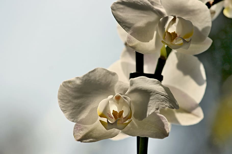 orchid, blossom, bloom, close, plant, phalaenopsis, white, tropical HD wallpaper