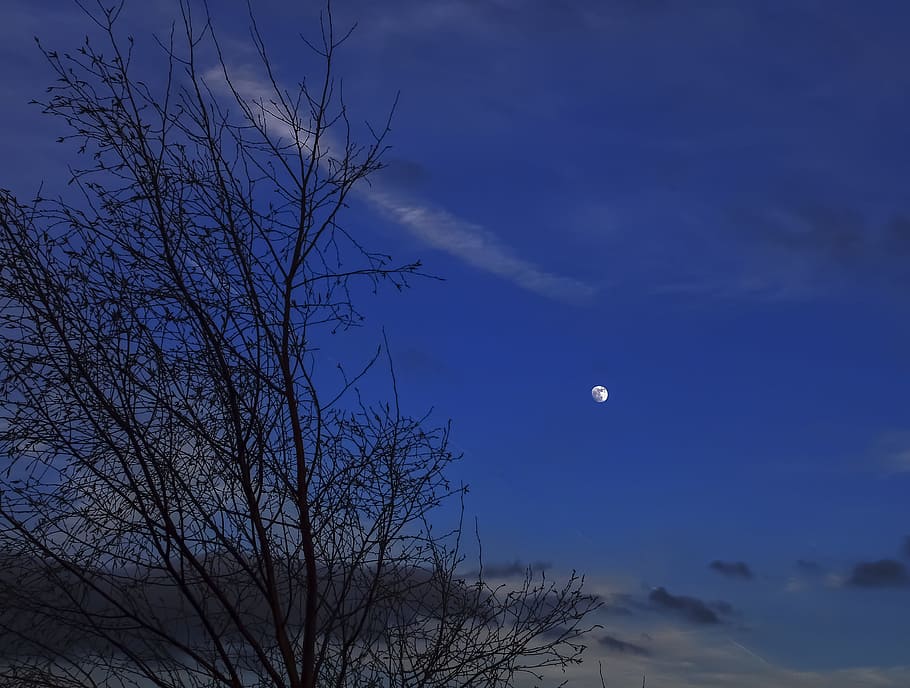 sunset, sky, landscape, blue, moon, tree, bare tree, beauty in nature HD wallpaper