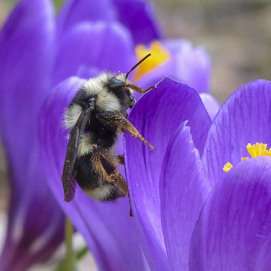 bumblebee perched on purple petaled flowers, bumble bee, crocus HD wallpaper