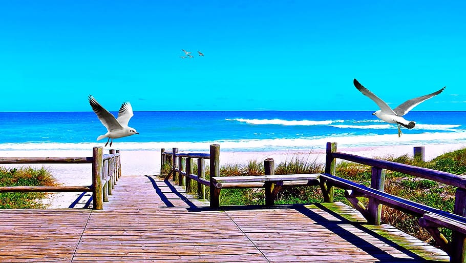two gull flying on shore, beach, orla, mar, ocean, wave, sand HD wallpaper