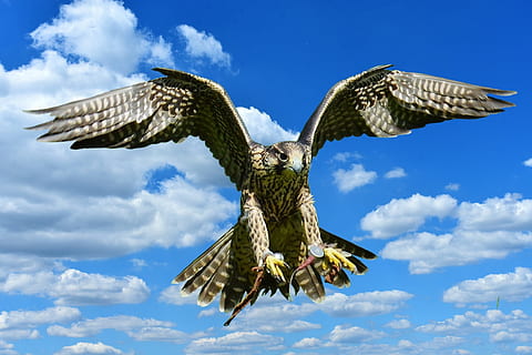 falcon, approach, prey, access, raptor, wild animal, feather HD wallpaper