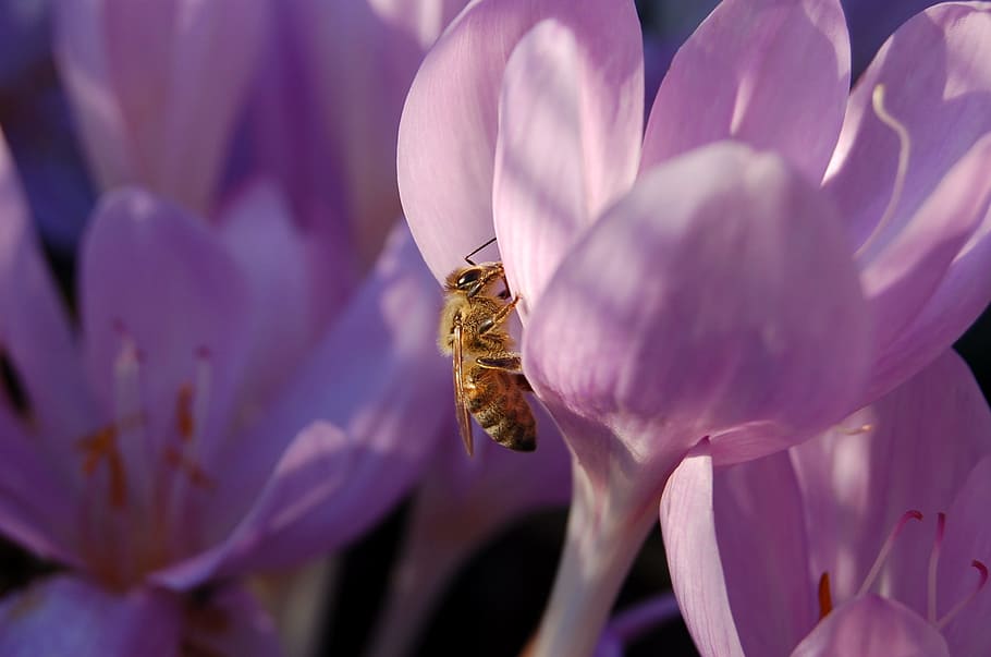 bee, flower, macro, insect, nectar, honeybee, blossom, pollen HD wallpaper