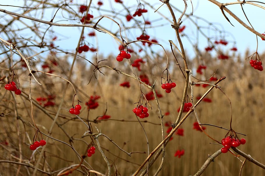 berries, berry, red, bush, red berry, fruits, fruit jewelry HD wallpaper