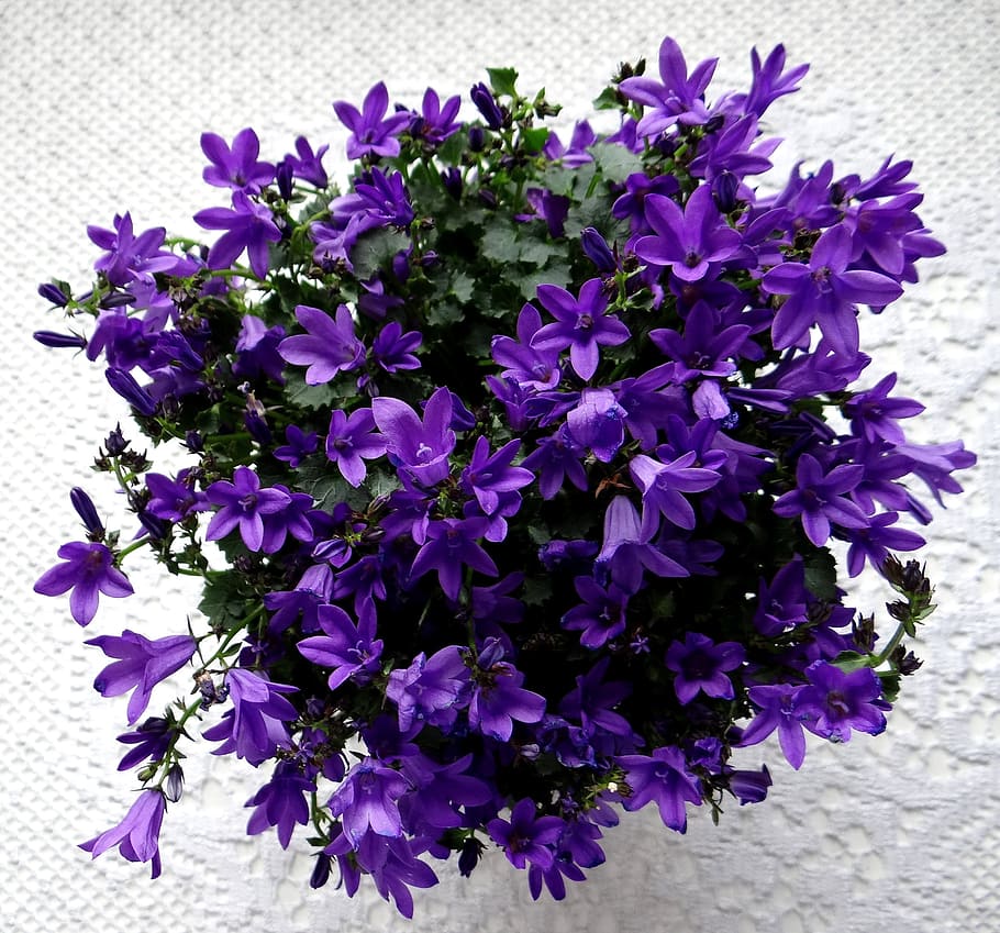 purple flowers, bell, spring, blossom, bloom, flowering plant HD wallpaper