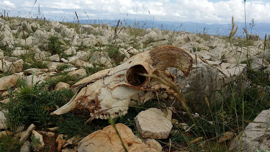 skull, sheep, skeleton, bones, dead, nature, plant, no people HD wallpaper