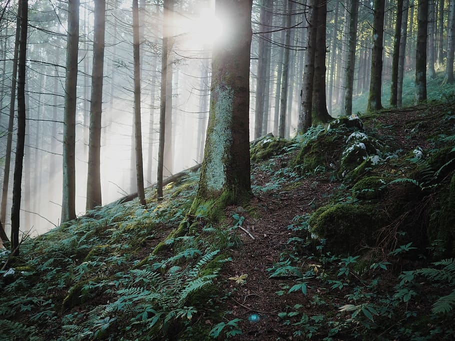 forest and sunlight, forest trees at daytime, slope, path, tree trunk HD wallpaper