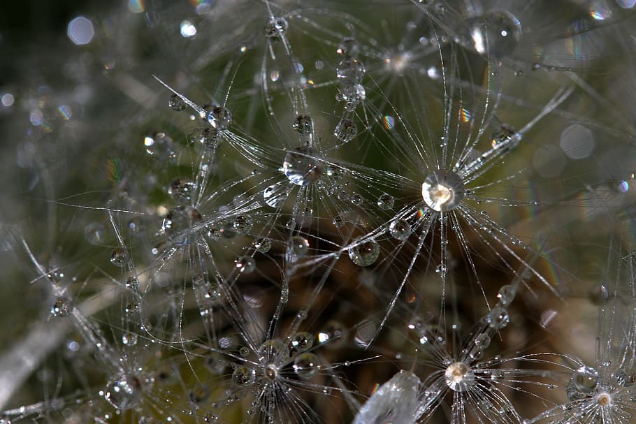 dandelion, drops, dew, plant, wet, spider, nature, spider Web HD wallpaper