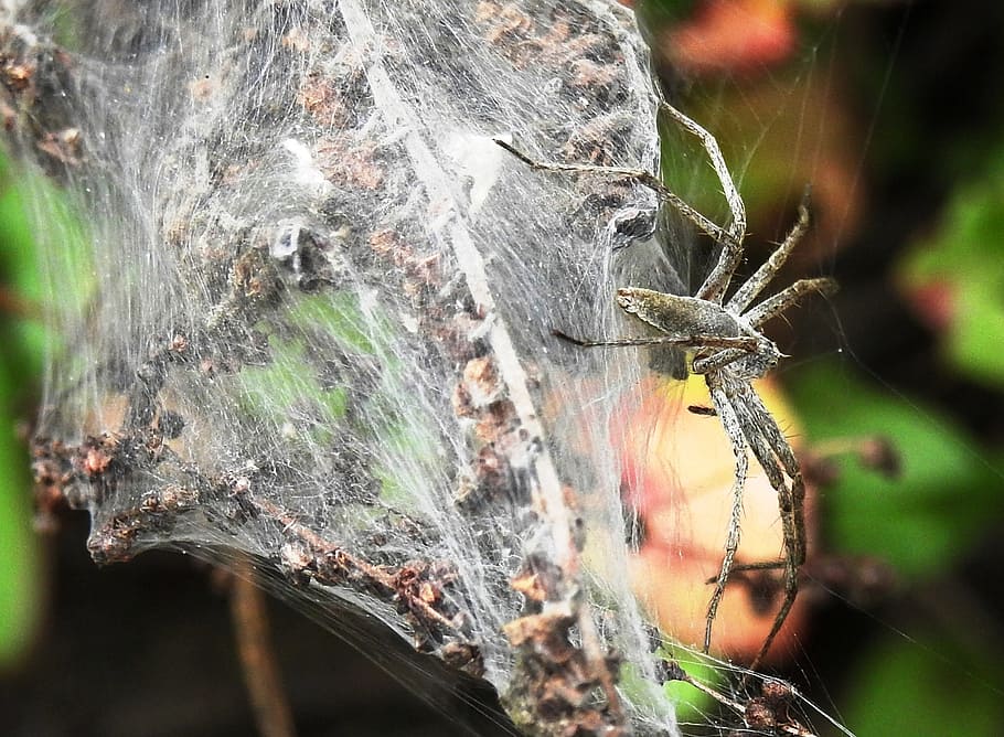 nature, spin, cobweb, network, public record, animal world HD wallpaper