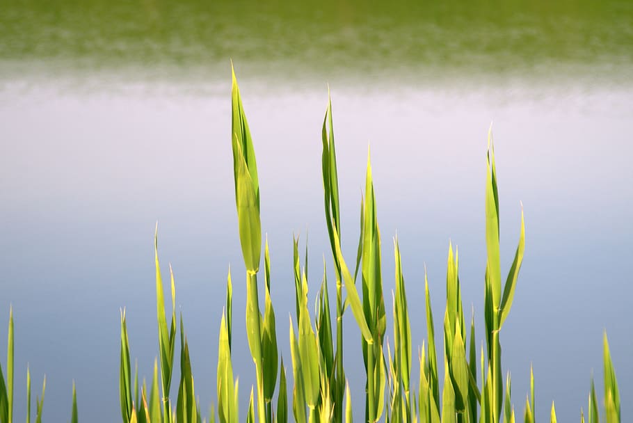 sweet rush, water, shoots, spring, lake, river, pond, view HD wallpaper