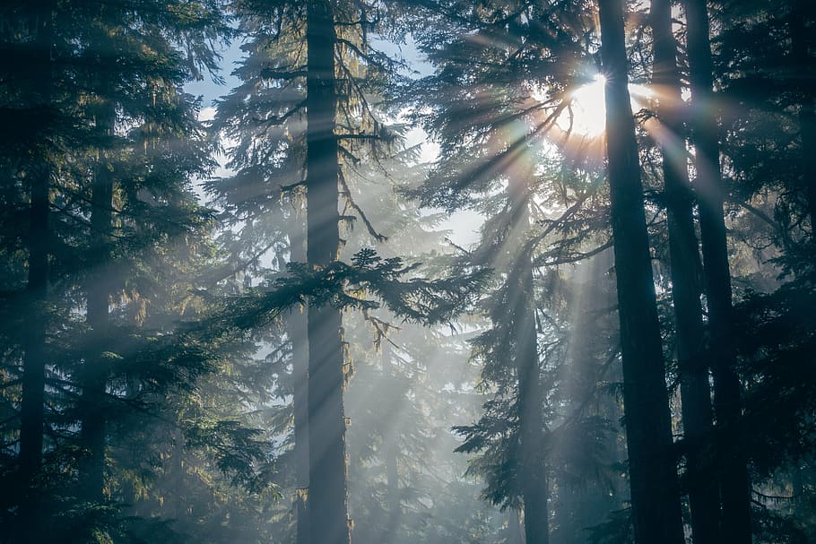 forest trees, nature, silhouette, sunlight, woods, pine tree HD wallpaper