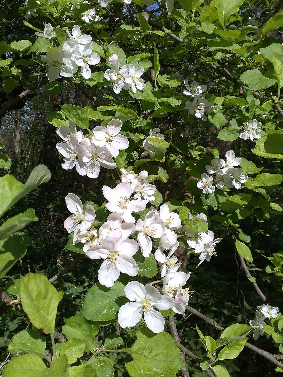 cherry, flower, spring, white, garden, garden flowers, sunny day HD wallpaper
