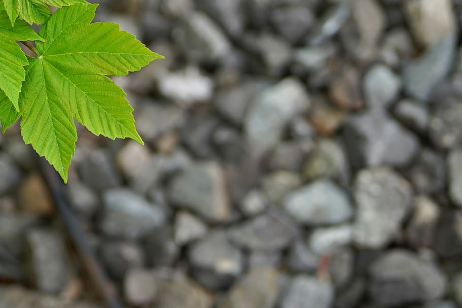 nature, background, pattern, texture, close, plant, green, out of focus HD wallpaper