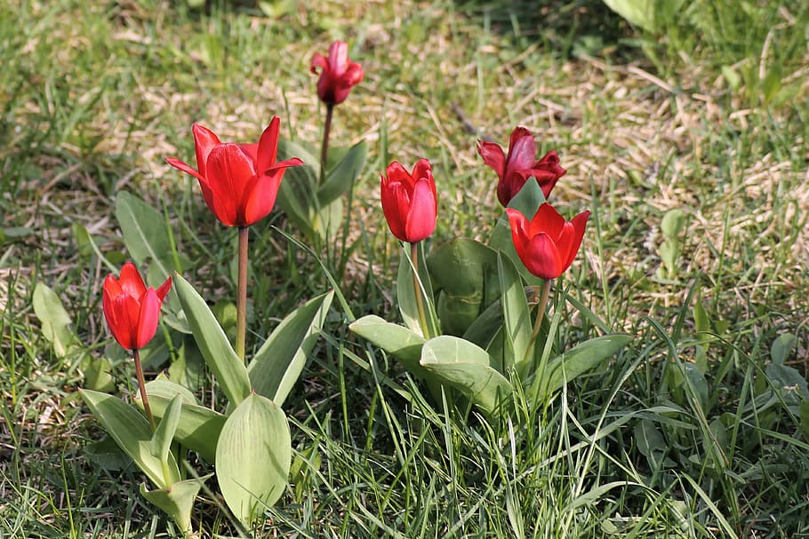 spring meadow, tulips, red, bloom, springtime flowers, spring awakening HD wallpaper