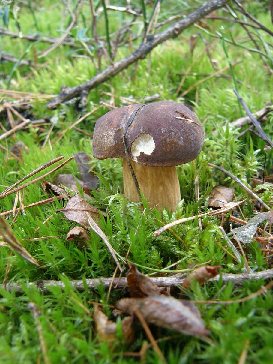 Fungus, Forest, Moss, Green, autumn, brown, mushroom picking HD wallpaper