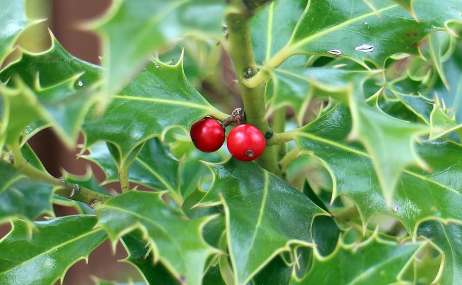 holly, ilex, fruit, berries, green, red, prickly, spiny, toxic HD wallpaper