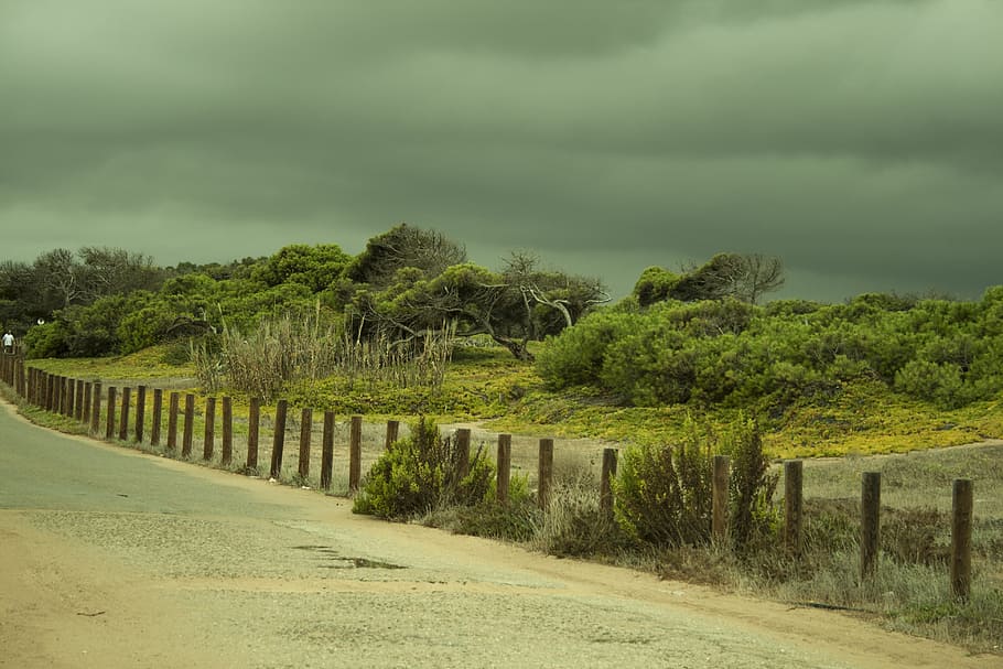 storm, in the, dunes, plant, cloud - sky, tree, green color HD wallpaper
