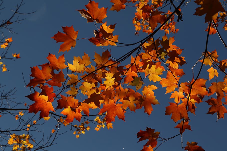 Maple, Autumn, Leaves, Fall, Nature, season, botany, foliage HD wallpaper