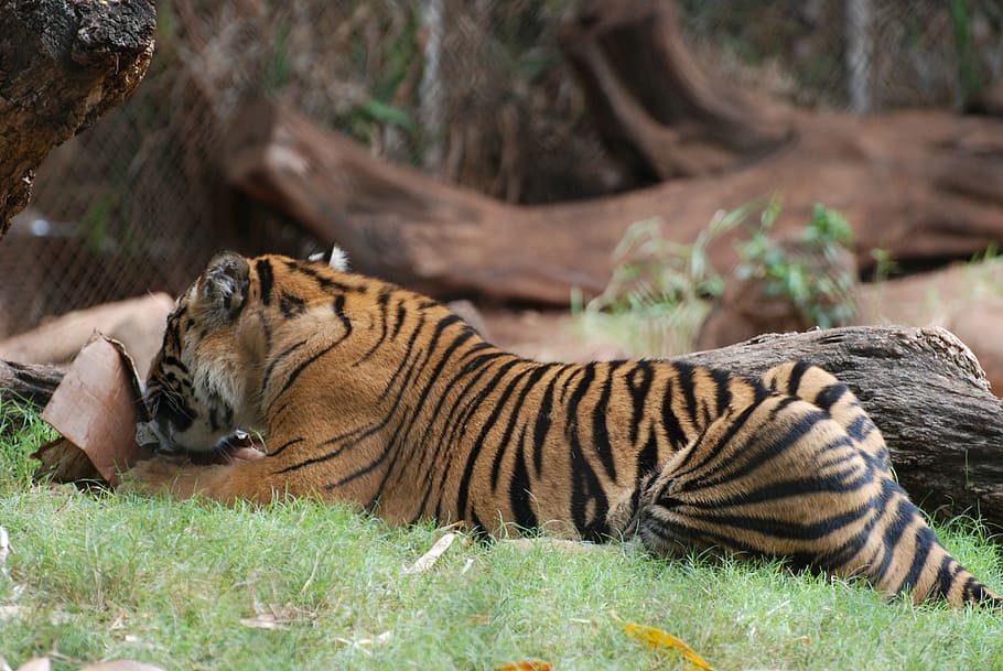 animal, tiger, cat, mammal, animal themes, big cat, feline HD wallpaper