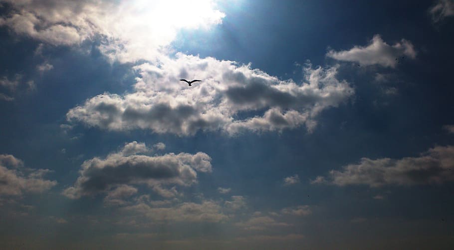 sky, the sky, clouds, bird, seagull, cloud - sky, flying, low angle view HD wallpaper