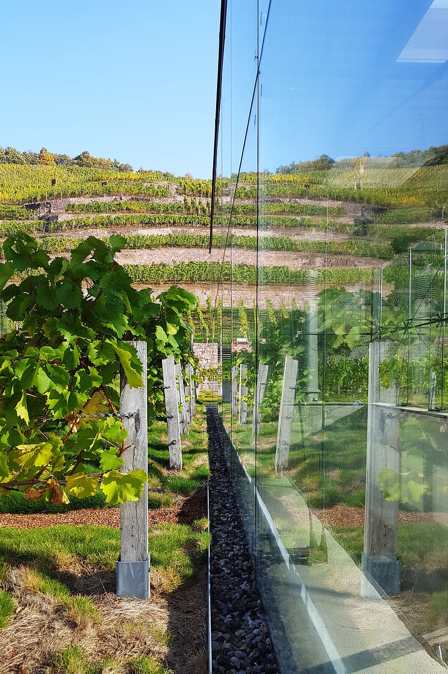 mirror image, vineyard, rebstock, plant, nature, growth, tree HD wallpaper