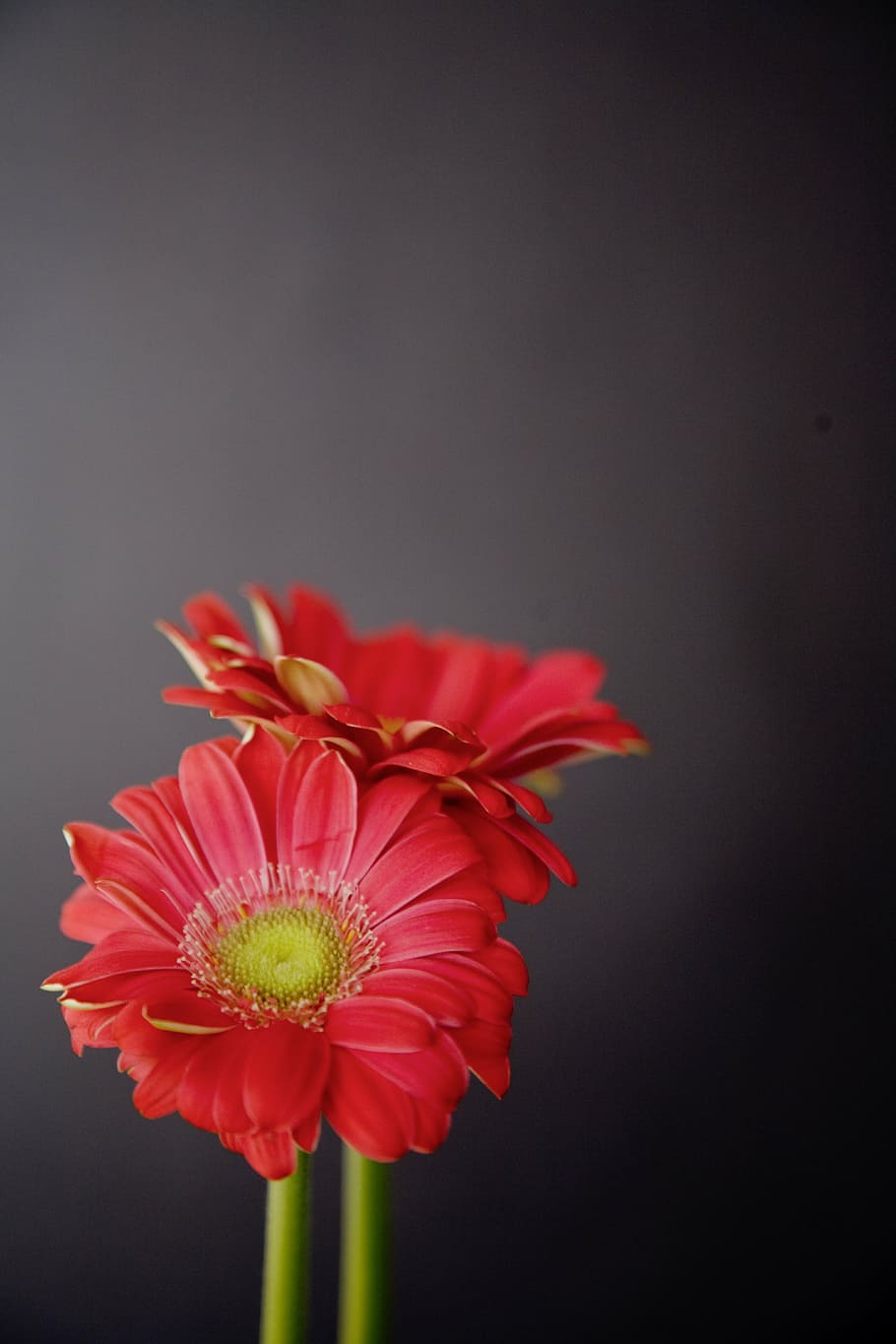 pink flowers, gerbera, red, black, blossom, bloom, romantic HD wallpaper