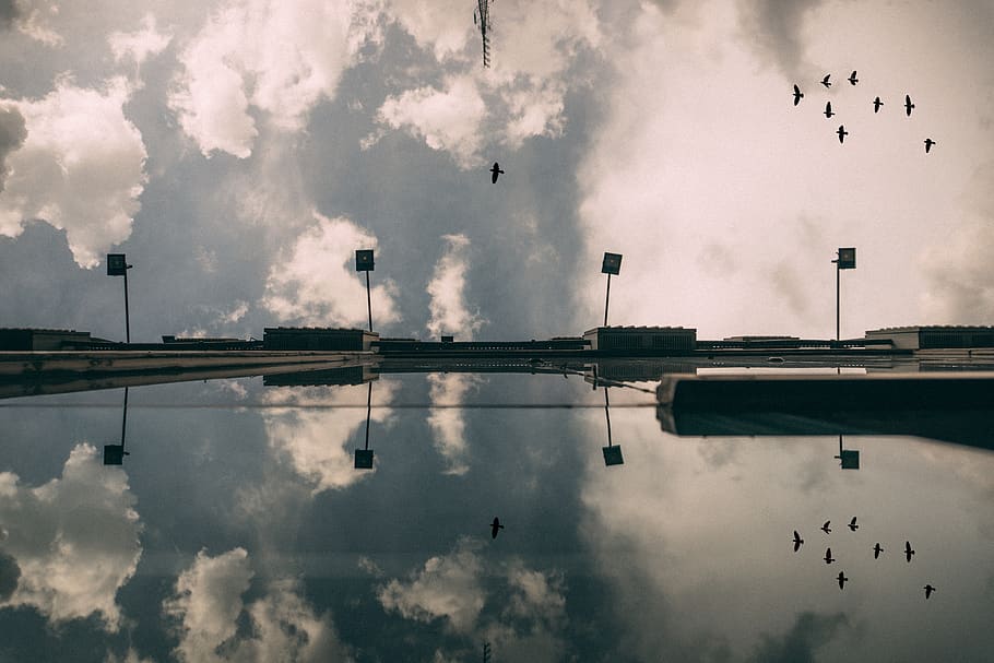 water, ocean, sea, reflection, clouds, sky, bird, animal, fly HD wallpaper