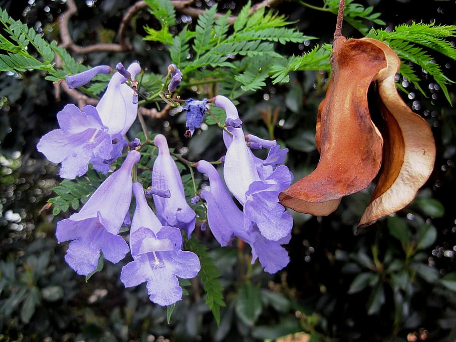 seedpod, jakaranda, brown, dry, curled, curved, flowers, purple HD wallpaper