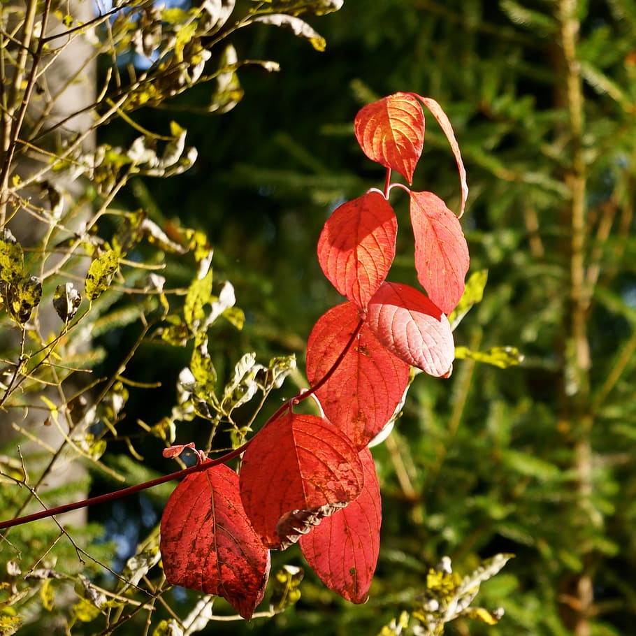 autumn, red, branch, deciduous tree, curved, defective, plant HD wallpaper