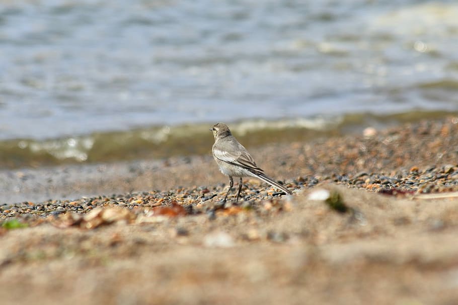 Animal, Sea, Beach, Wave, Little Bird, high security level HD wallpaper