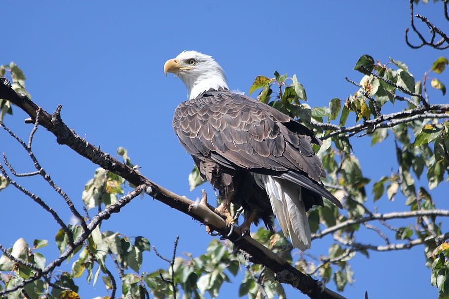 black and white eagle on tree branch, bald eagle, perched, raptor HD wallpaper