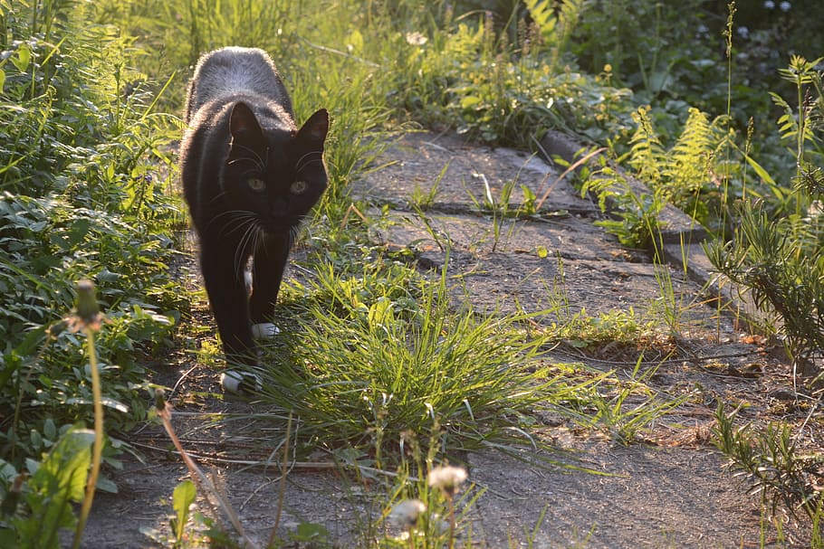 Nature, Cat, View, Garden, mieze, one animal, animal themes HD wallpaper
